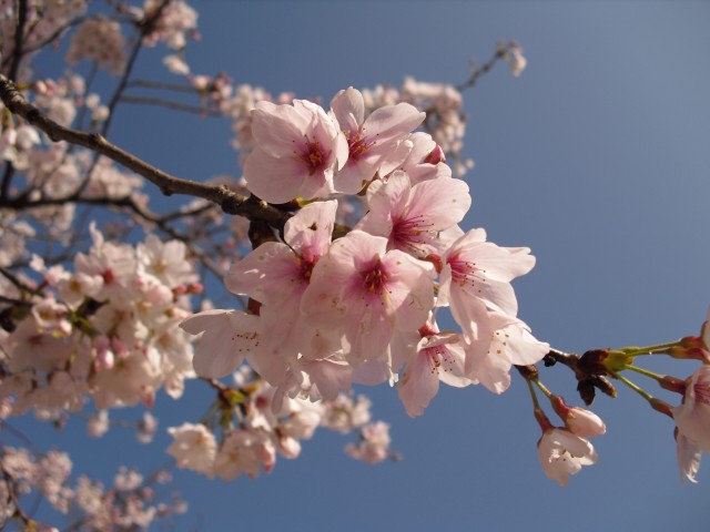 久留米の桜